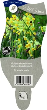 Gulden sleutelbloem