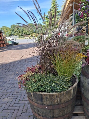Half Whiskey vat met sierlijke winter beplanting - afbeelding 2