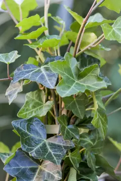 Hedera hibernica 90 cm stok - afbeelding 3