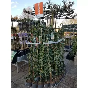 Hedera hibernica 90 cm stok - afbeelding 2