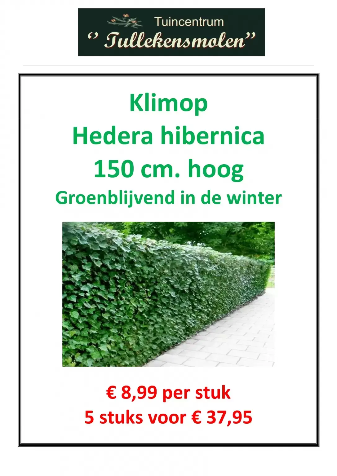 Hedera hibernica C2 pot 150 cm - Tuincentrum Beekbergen