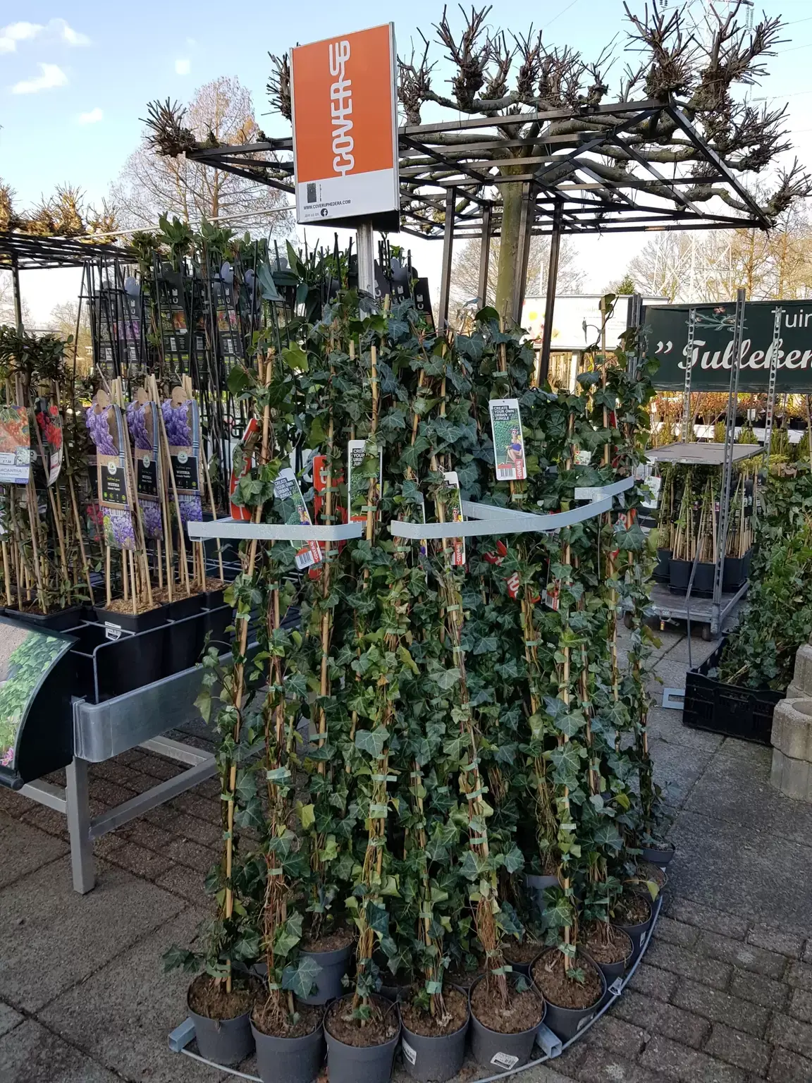 Hedera hibernica C2 pot 150 cm - Tuincentrum Beekbergen