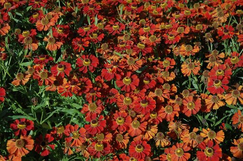 Helenium 'Moerheim Beauty' - afbeelding 2