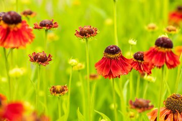 Helenium 'Moerheim Beauty'