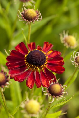 Helenium 'Rubinzwerg' - afbeelding 1