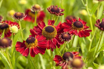 Helenium 'Rubinzwerg' - afbeelding 2