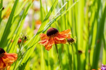 Helenium 'Sahin's Early Flowerer' - afbeelding 1