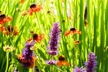 Helenium 'Sahin's Early Flowerer' - afbeelding 2