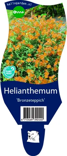 Helianthemum 'Bronzeteppich'