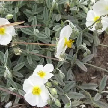 Helianthemum 'The Bride'