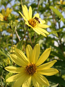 Helianthus Lemon Queen - afbeelding 1