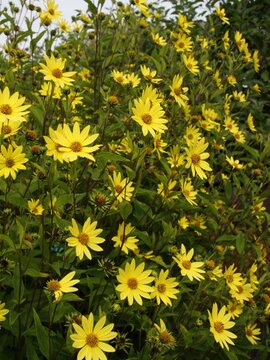 Helianthus Lemon Queen - afbeelding 2