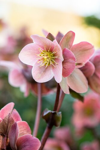 Helleborus 'Angel Glow'