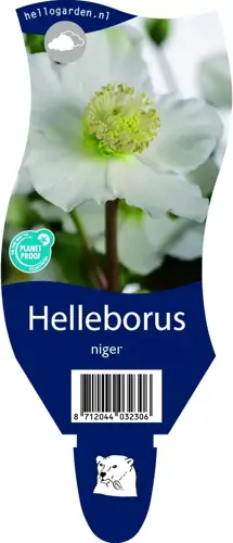 Helleborus niger