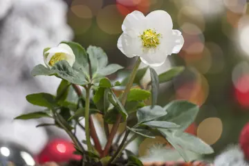 Helleborus niger 'Christmas Carol' - afbeelding 1