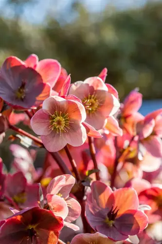 Helleborus orientalis Viv. Victoria - afbeelding 2