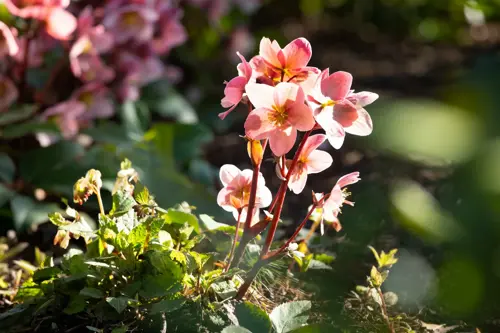 Helleborus orientalis Viv. Victoria - afbeelding 1