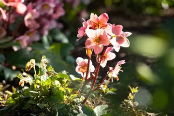 Helleborus orientalis Viv. Victoria - afbeelding 1