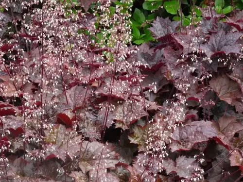 Heuchera micr. 'Pal. Purple'