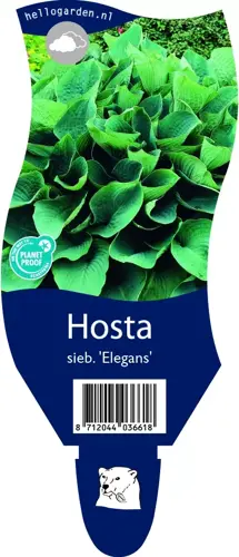 Hosta sieb. 'Elegans'