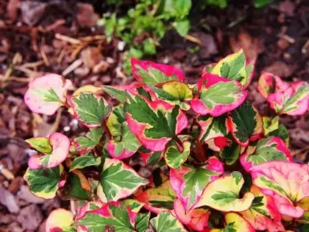 Houttuynia cordata 'Chameleon'