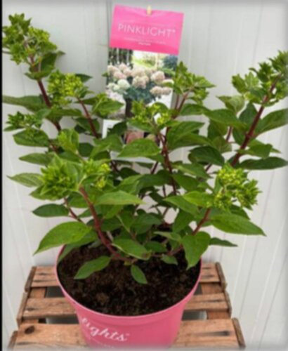 Hydrangea GardenLight - afbeelding 2