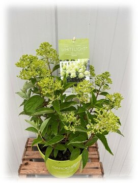 Hydrangea GardenLight - afbeelding 3