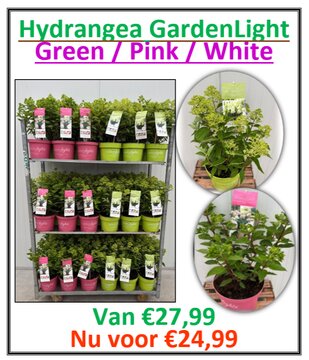 Hydrangea GardenLight - afbeelding 1