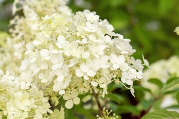 Hydrangea pan. Bobo C7,5