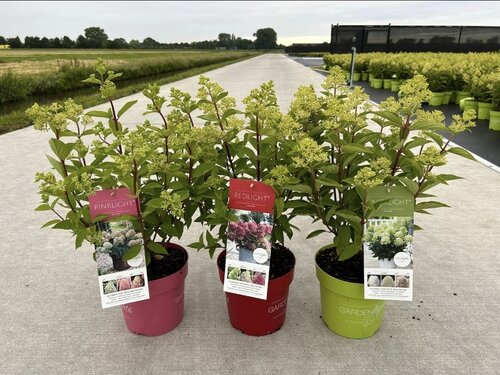Hydrangea pan. 'Garden Lights' mix