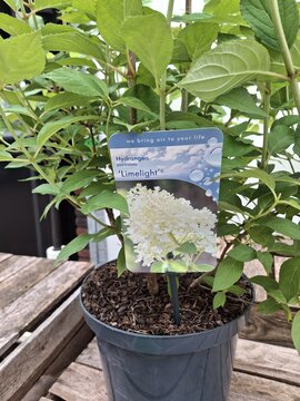 Hydrangea pan Limelight - afbeelding 2