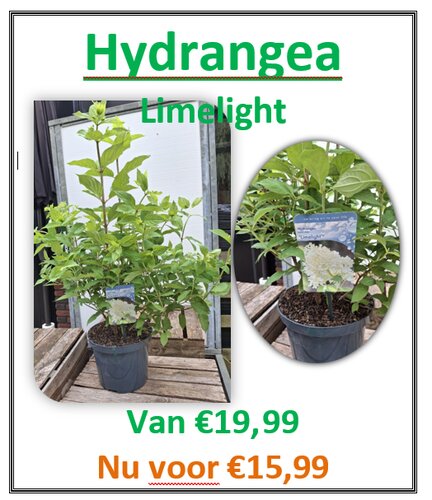 Hydrangea pan Limelight - afbeelding 3
