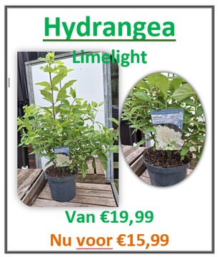 Hydrangea pan Limelight - afbeelding 3