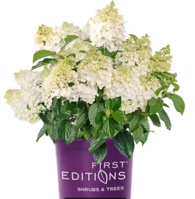 Hydrangea pan. 'Little Hottie'