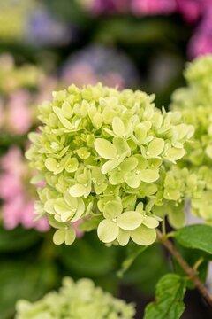 Hydrangea pan. Little Lime C7,5 - afbeelding 2
