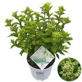 Hydrangea pan. Little Lime C7,5 - afbeelding 1