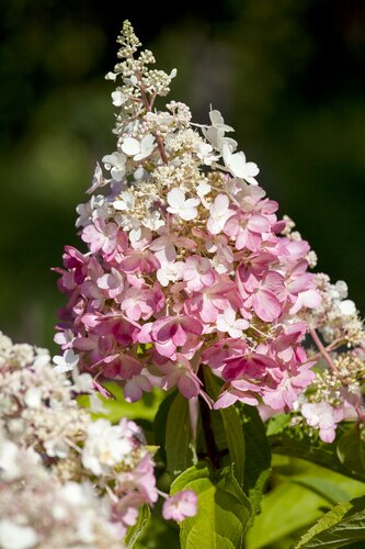 Hydrangea pan. Pinky Winky - C7,5 - afbeelding 2