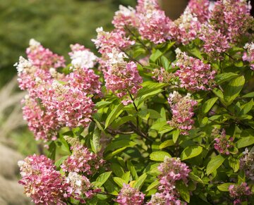 Hydrangea pan. Pinky Winky - C7,5 - afbeelding 1