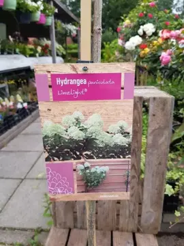 Hydrangea paniculata 'Limelight' - afbeelding 2