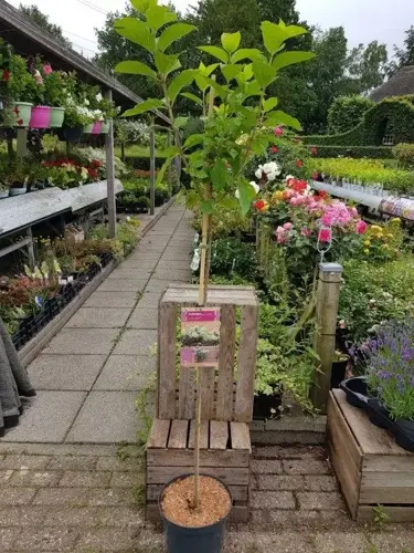 Hydrangea paniculata 'Limelight' - afbeelding 1