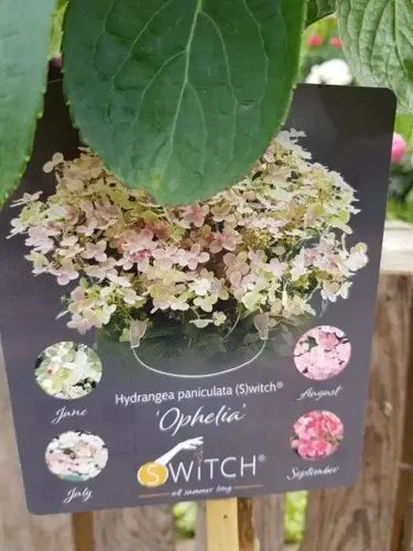 Hydrangea paniculata 'Ophelia' - afbeelding 2