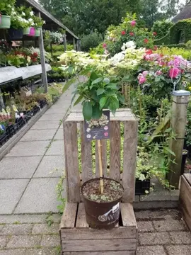 Hydrangea paniculata 'Ophelia' - afbeelding 1