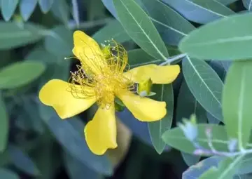 Hypericum calycinum