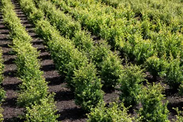 Ilex crenata 'Dark Green'  I-Lexit 12-15 cm. - afbeelding 2