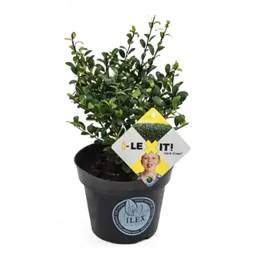 Ilex crenata 'Dark Green'  I-Lexit 12-15 cm. - afbeelding 1