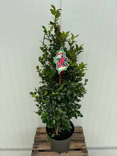 Ilex meserveae 'Blue Maid'