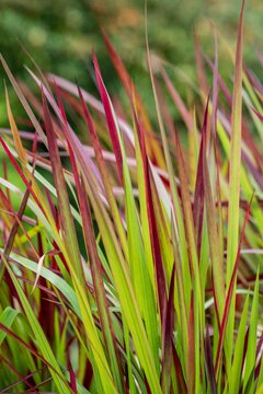 Imperata cylindrica 'Red Baron' - afbeelding 1