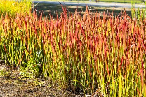 Imperata cylindrica 'Red Baron' - afbeelding 2