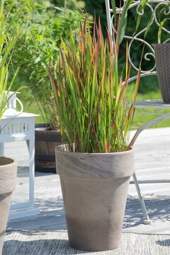 Imperata Cylindrica Red Baron (Siergras) - afbeelding 2