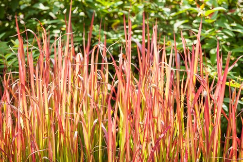 Imperata Cylindrica Red Baron (Siergras) - afbeelding 3
